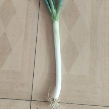 铁杆大葱