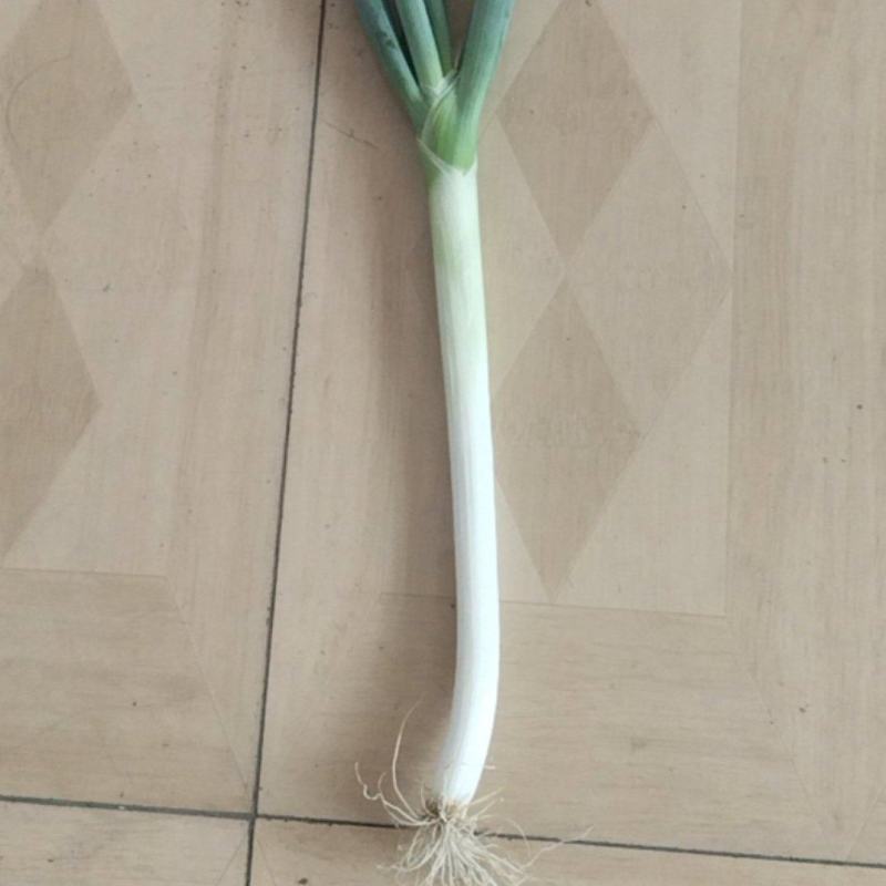 铁杆大葱