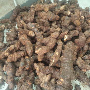 土茯苓连州本地土茯苓肥嘟嘟白肉多，直身大条产地直销一手货