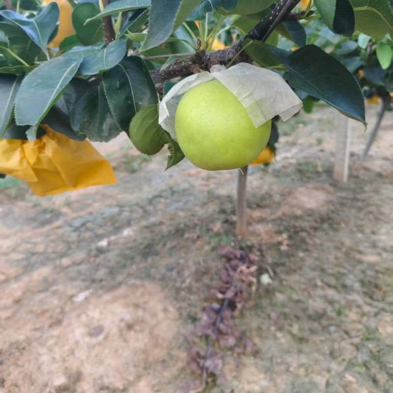黄金梨马上开始