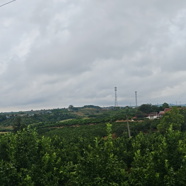 大量水果出售