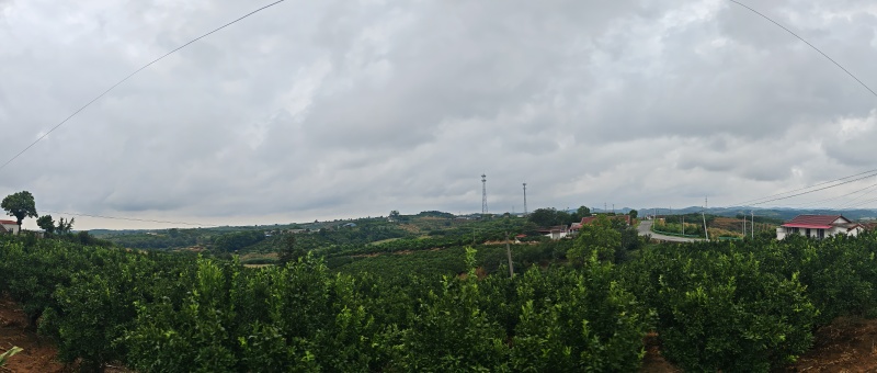 大量水果出售
