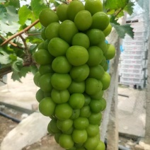 湖南阳光玫瑰葡萄，基地直发货源充足量大从优诚信经营