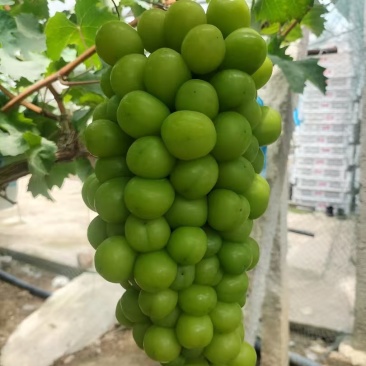 湖南阳光玫瑰葡萄，基地直发货源充足量大从优诚信经营