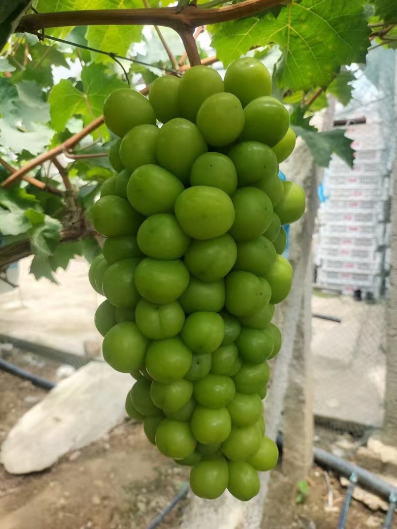 湖南阳光玫瑰葡萄，基地直发货源充足量大从优诚信经营