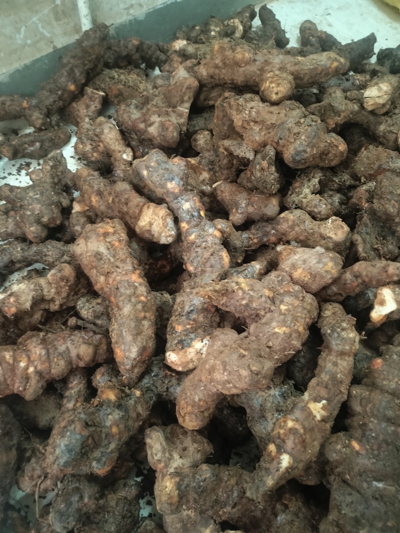 土茯苓连州本地土茯苓肥嘟嘟白肉多，直身大条产地直销一手货