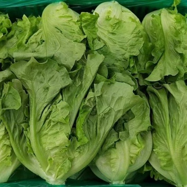 【精品】意大利生菜，新鲜采摘，大棚供货，口感优质