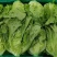 【精品】意大利生菜，新鲜采摘，大棚供货，口感优质