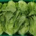 【精品】意大利生菜，新鲜采摘，大棚供货，口感优质