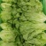 【精品】意大利生菜，新鲜采摘，大棚供货，口感优质