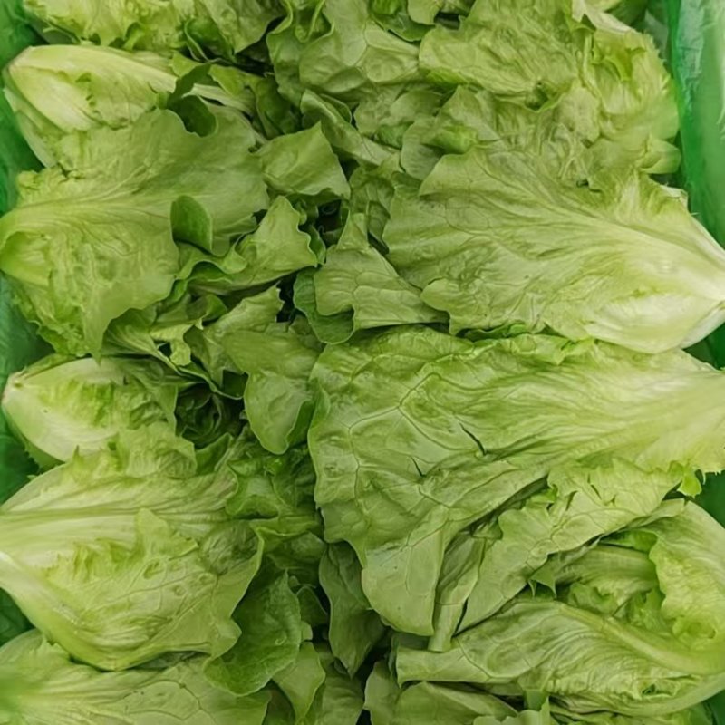 【精品】意大利生菜，新鲜采摘，大棚供货，口感优质