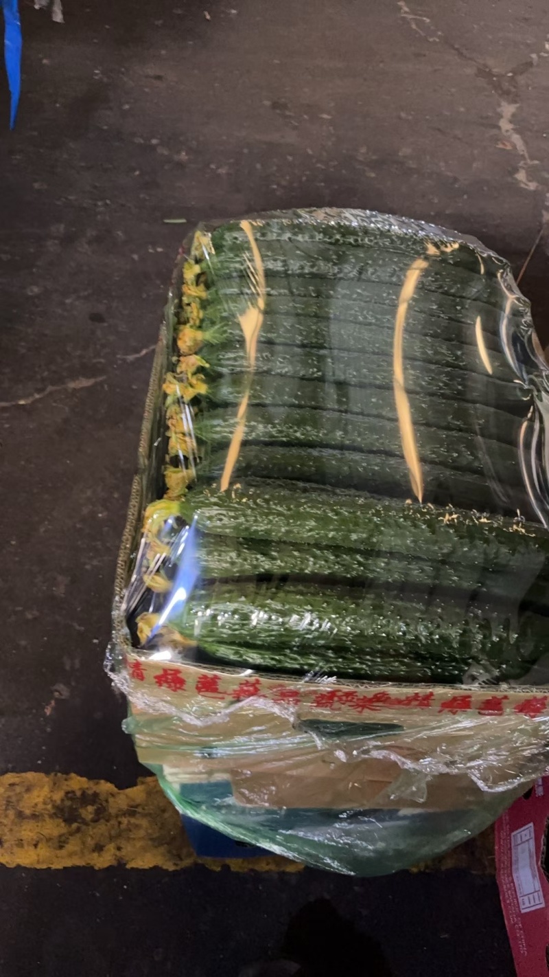 沈阳精品水黄瓜旱黄瓜