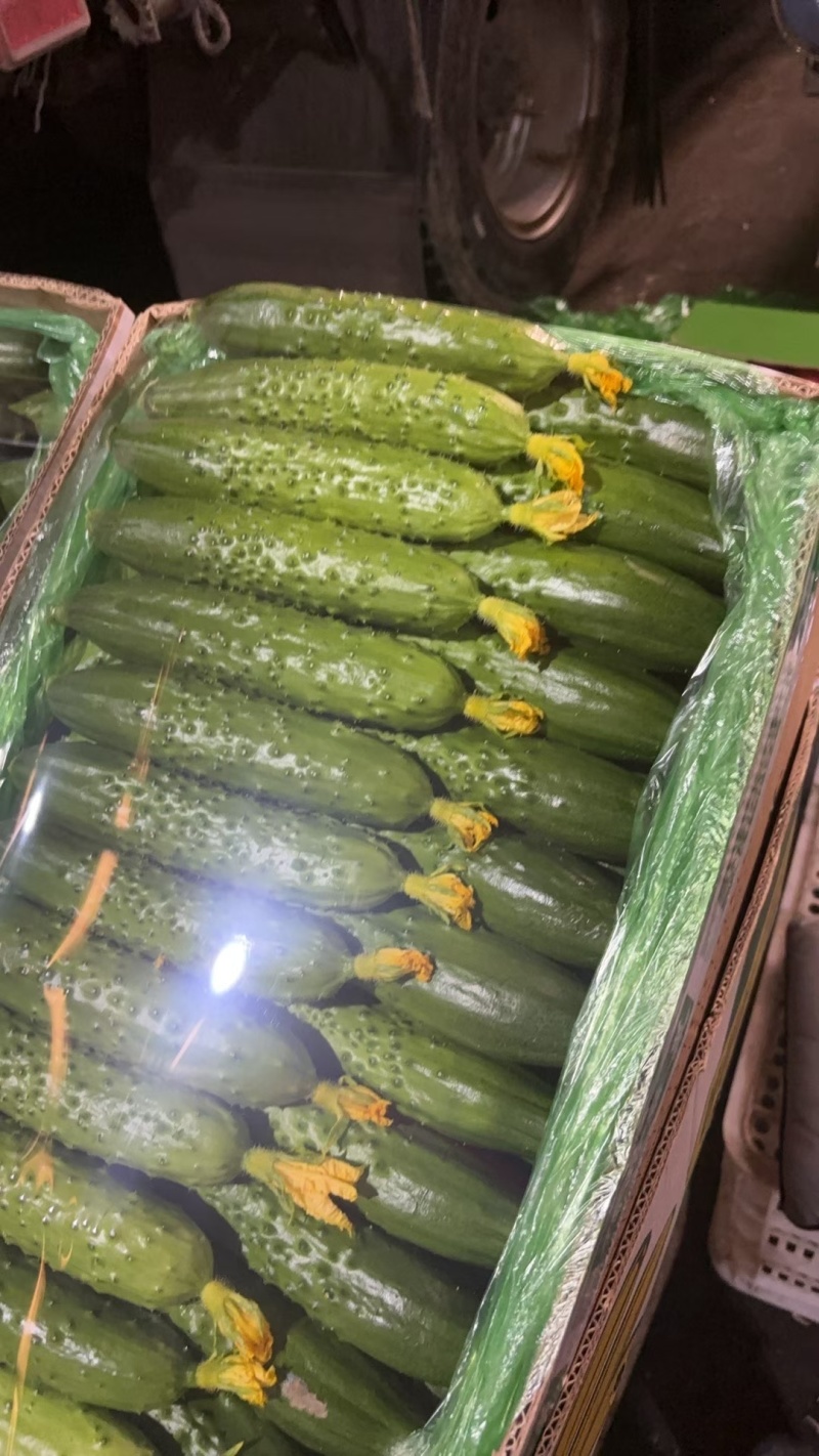 沈阳精品水黄瓜旱黄瓜