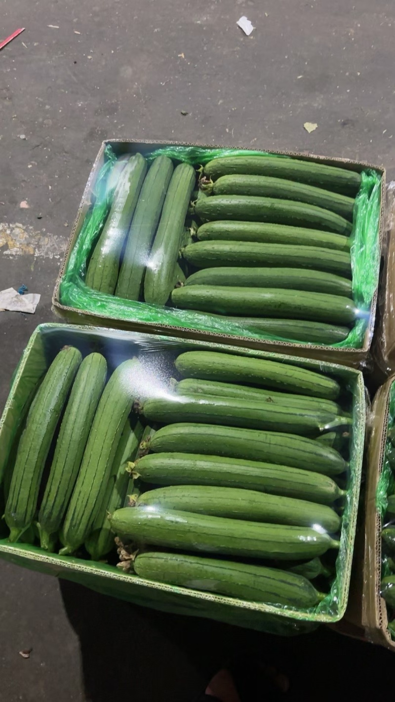 沈阳精品水黄瓜旱黄瓜