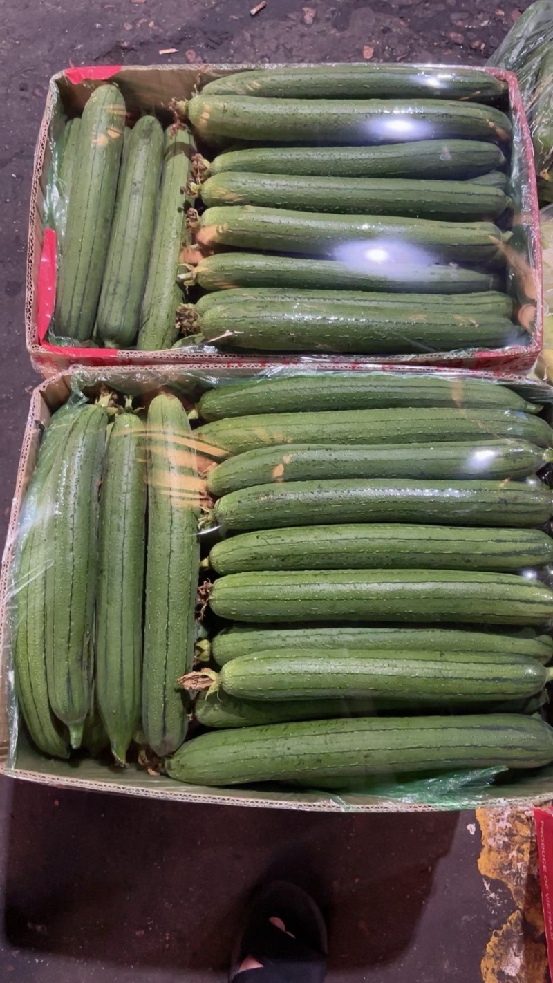 沈阳精品水黄瓜旱黄瓜