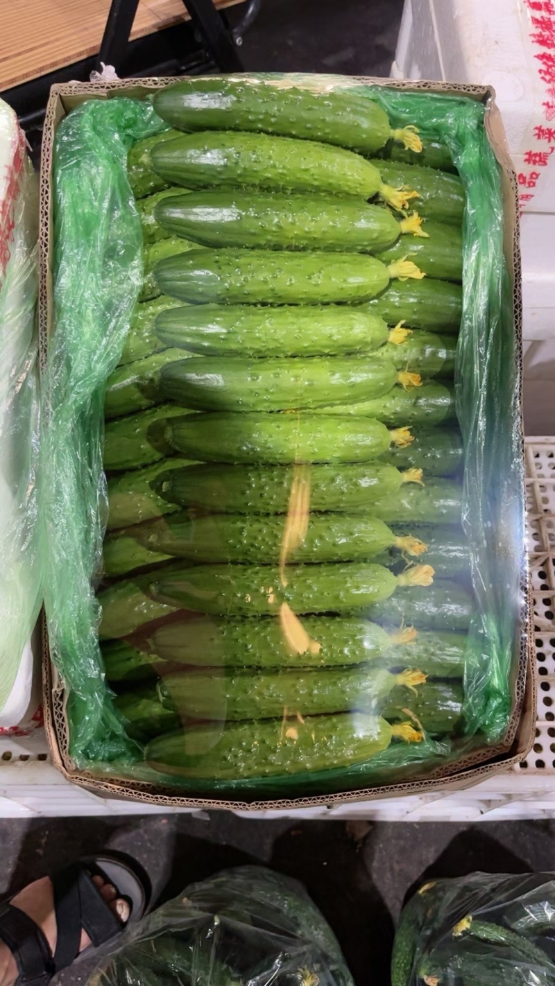 沈阳精品水黄瓜旱黄瓜