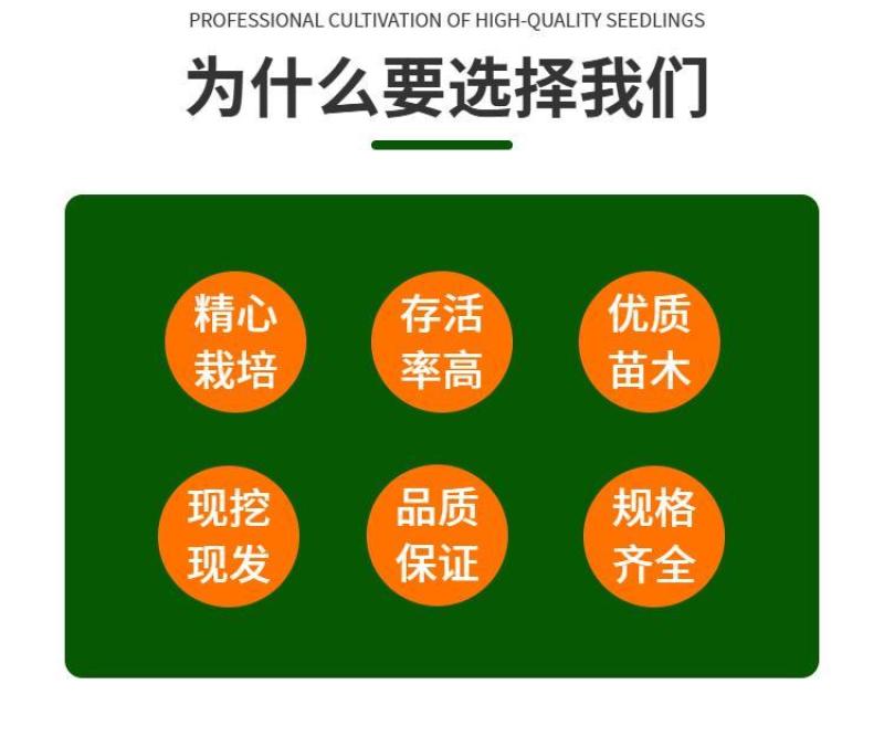 甘肃5米6米7米8米以上发西藏四川云南