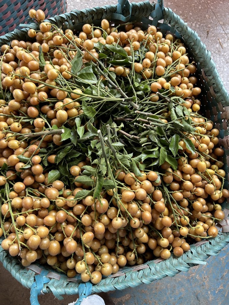 广西黄皮果大量货源，黑金刚，贵妃黄皮，果园一手货源