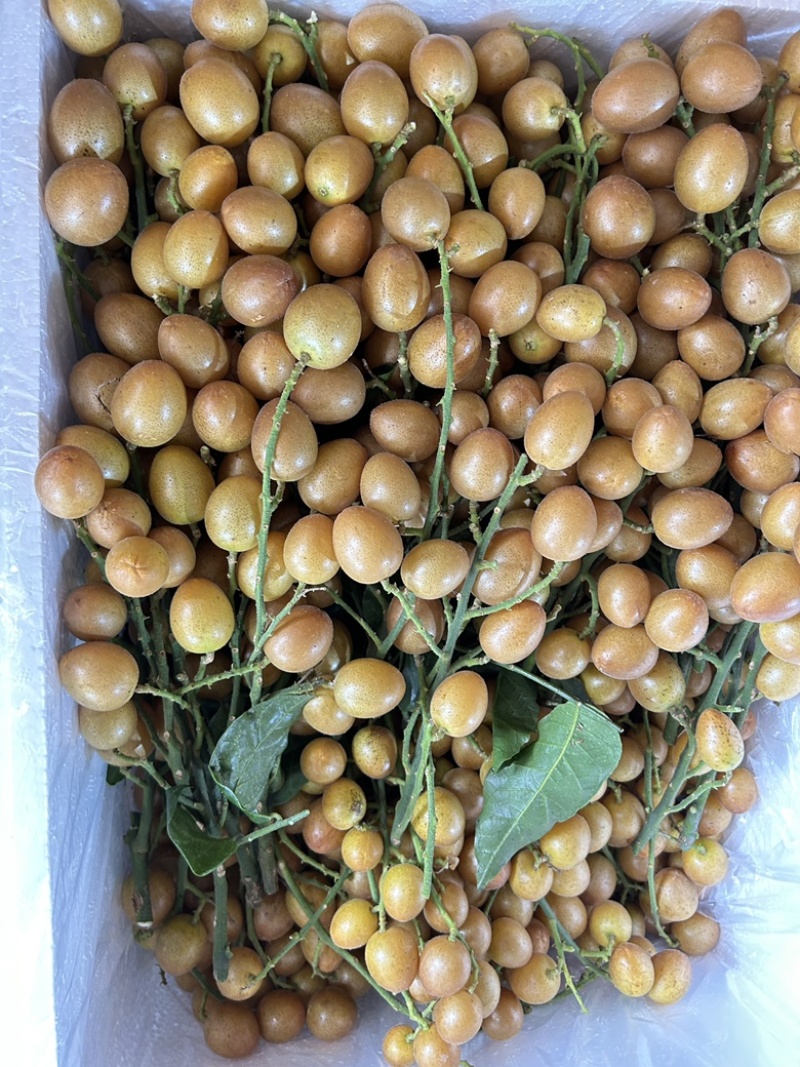 广西黄皮果大量货源，黑金刚，贵妃黄皮，果园一手货源