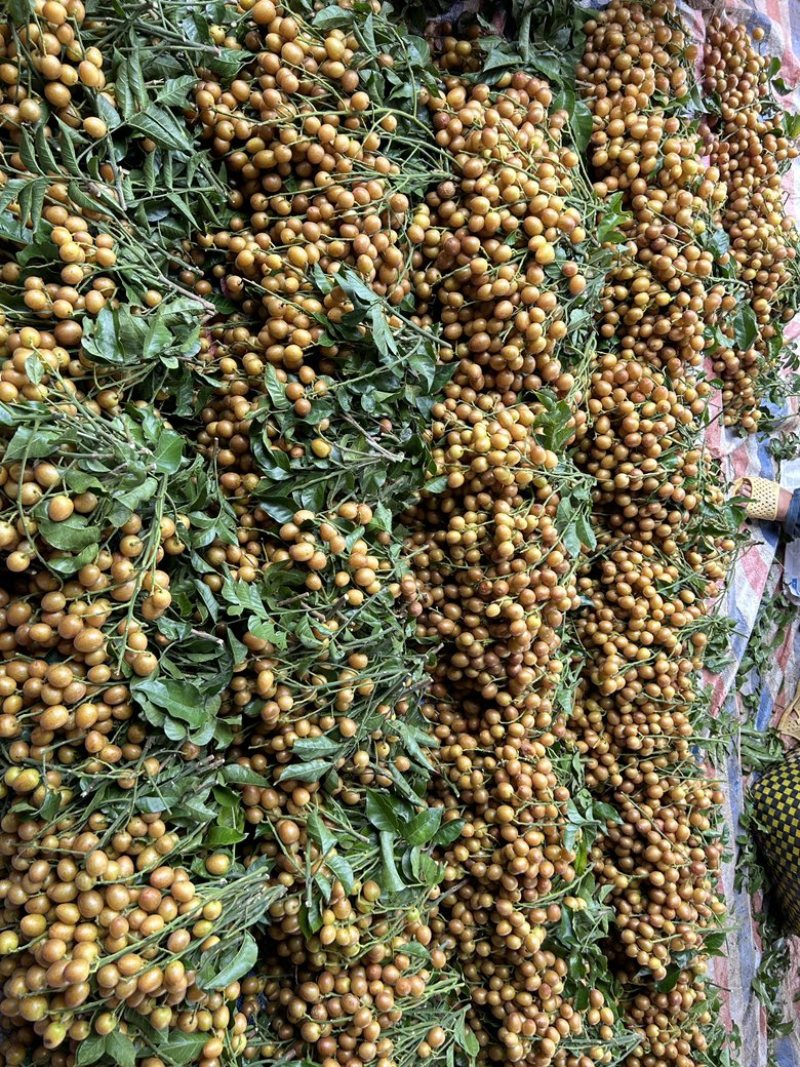 广西黄皮果大量货源，黑金刚，贵妃黄皮，果园一手货源