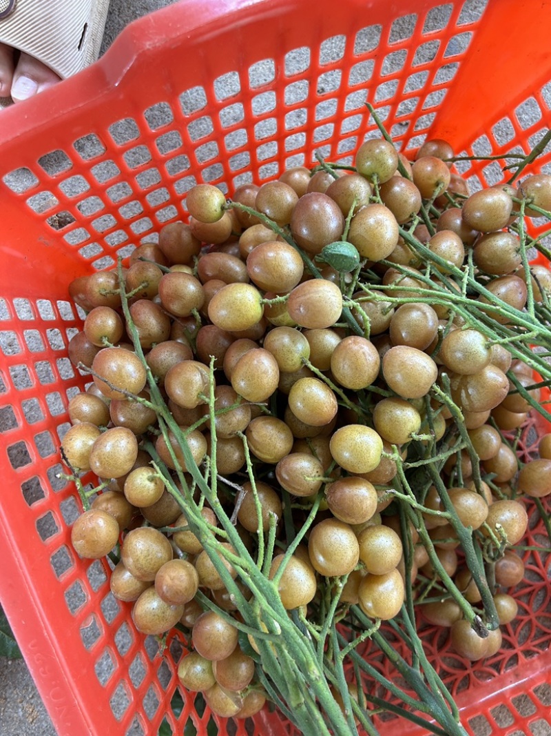 广西黄皮果大量货源，黑金刚，贵妃黄皮，果园一手货源