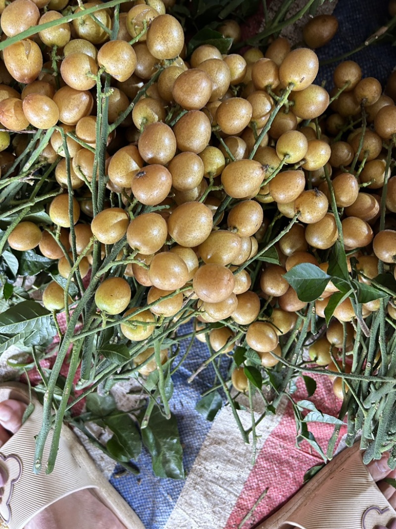 广西黄皮果大量货源，黑金刚，贵妃黄皮，果园一手货源