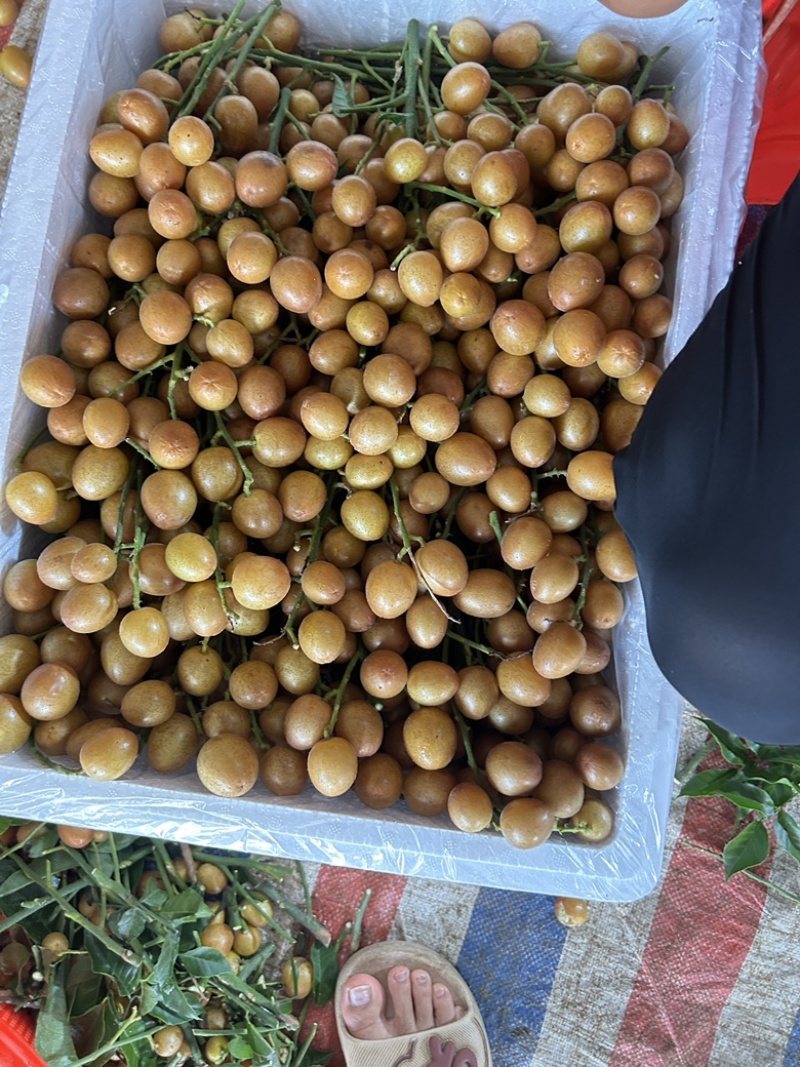 广西黄皮果大量货源，黑金刚，贵妃黄皮，果园一手货源