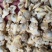 大量饲料肉类供应