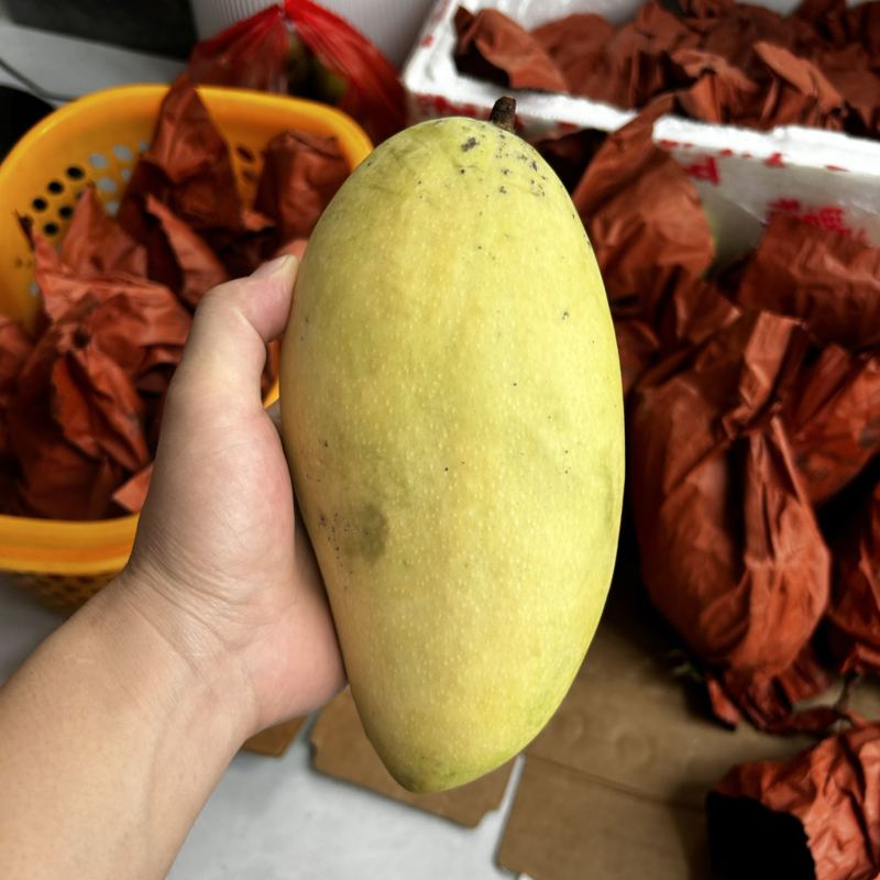 金煌芒