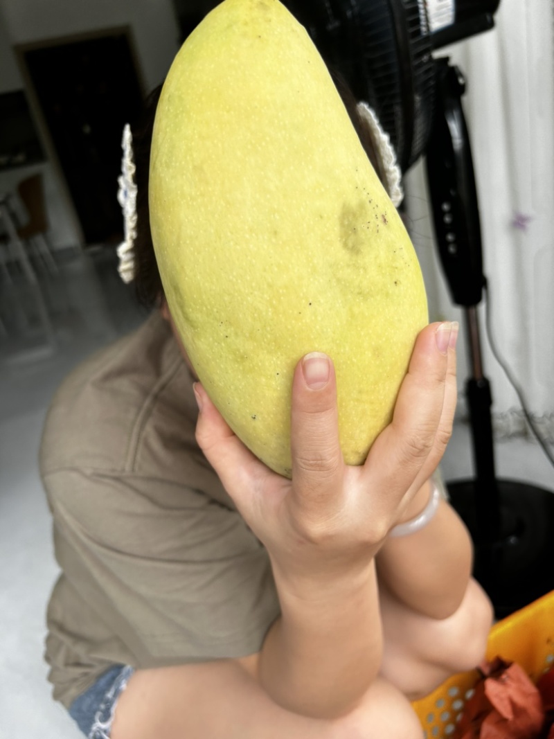 金煌芒