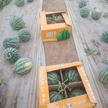 麒麟西瓜
