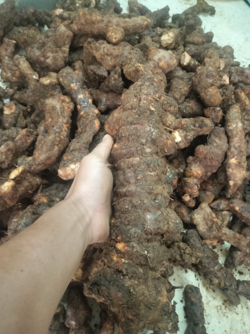 土茯苓本地土茯苓够大条滑身直身好去皮，产地直销一手货源