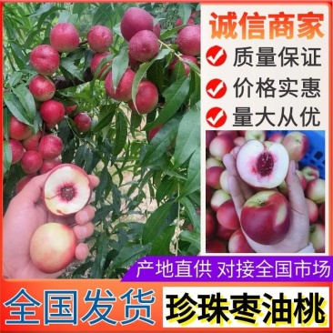 珍珠枣油桃大量上市/颜色漂亮果形好看/产地直发/整车发货
