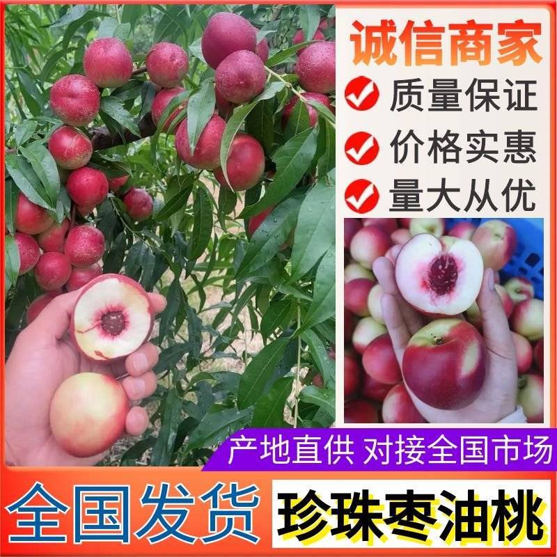 珍珠枣油桃大量上市/颜色漂亮果形好看/产地直发/整车发货