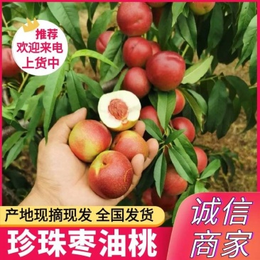 《珍珠枣油桃》产地大量上货，陕西油桃，现摘现发，整车发货