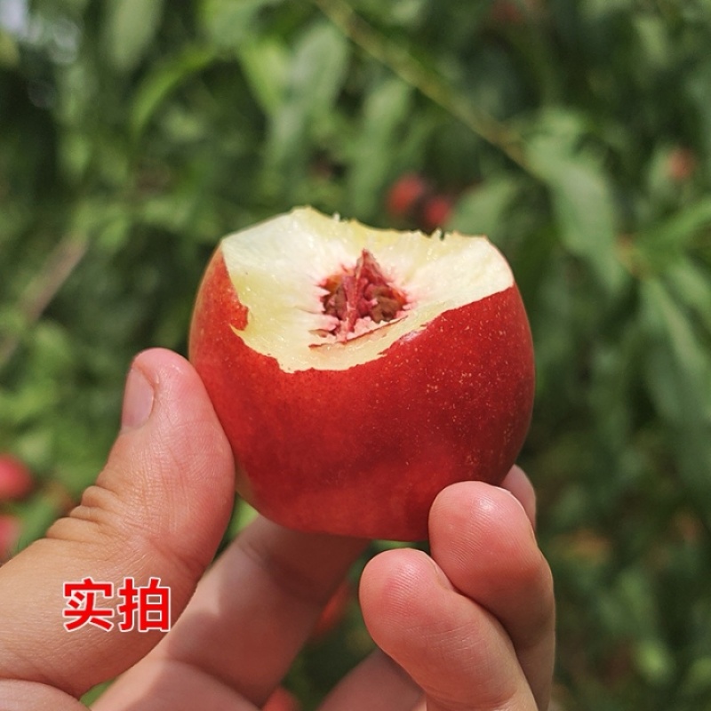 《珍珠枣油桃》产地大量上货，陕西油桃，现摘现发，整车发货