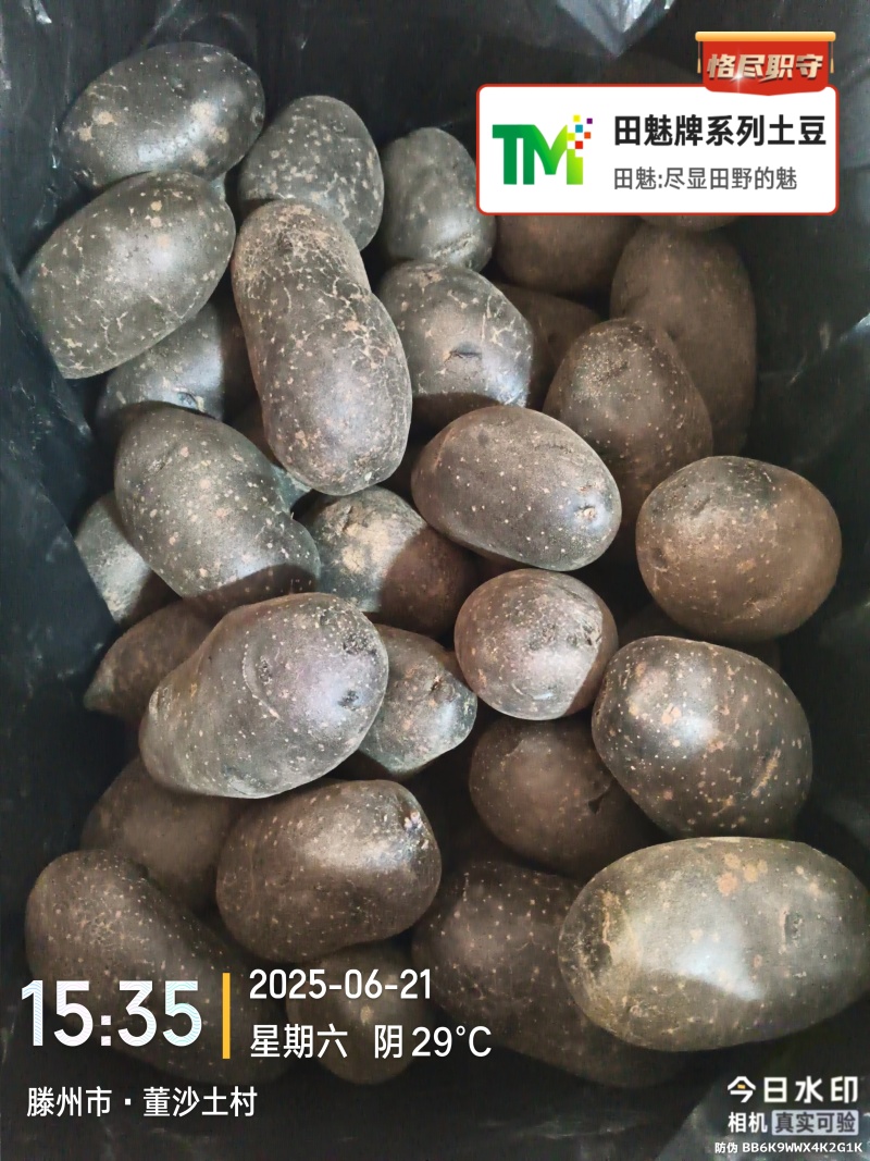 黑紫色土豆黑金刚黑美人大中小全年无休大量供应批发电商市场