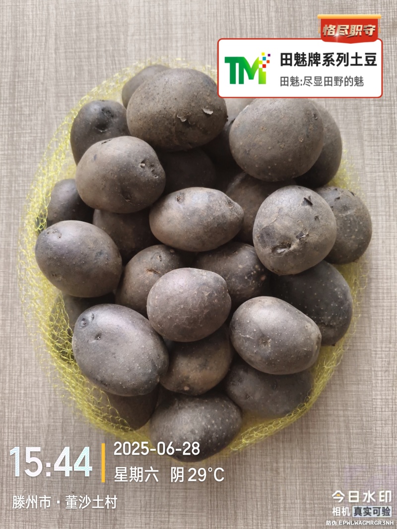 黑紫色土豆黑金刚黑美人大中小全年无休大量供应批发电商市场