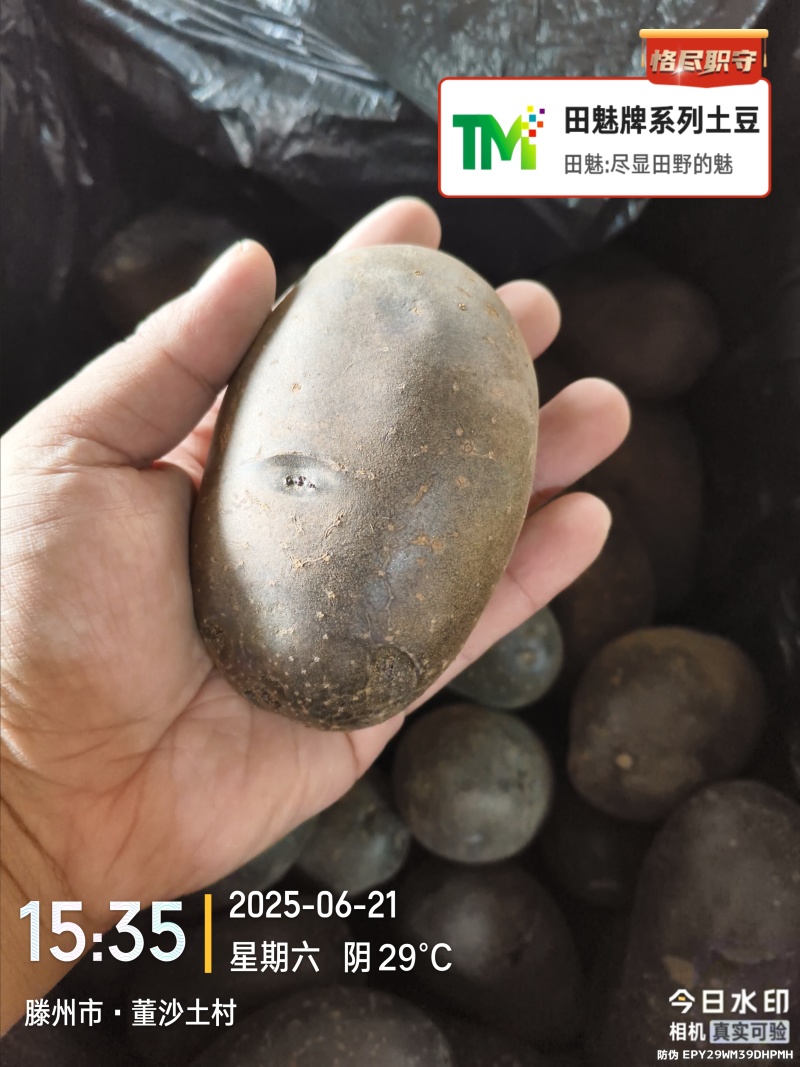 黑紫色土豆黑金刚黑美人大中小全年无休大量供应批发电商市场
