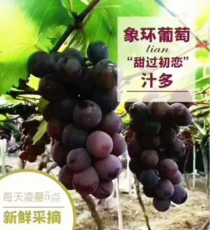 福建福安巨峰葡萄