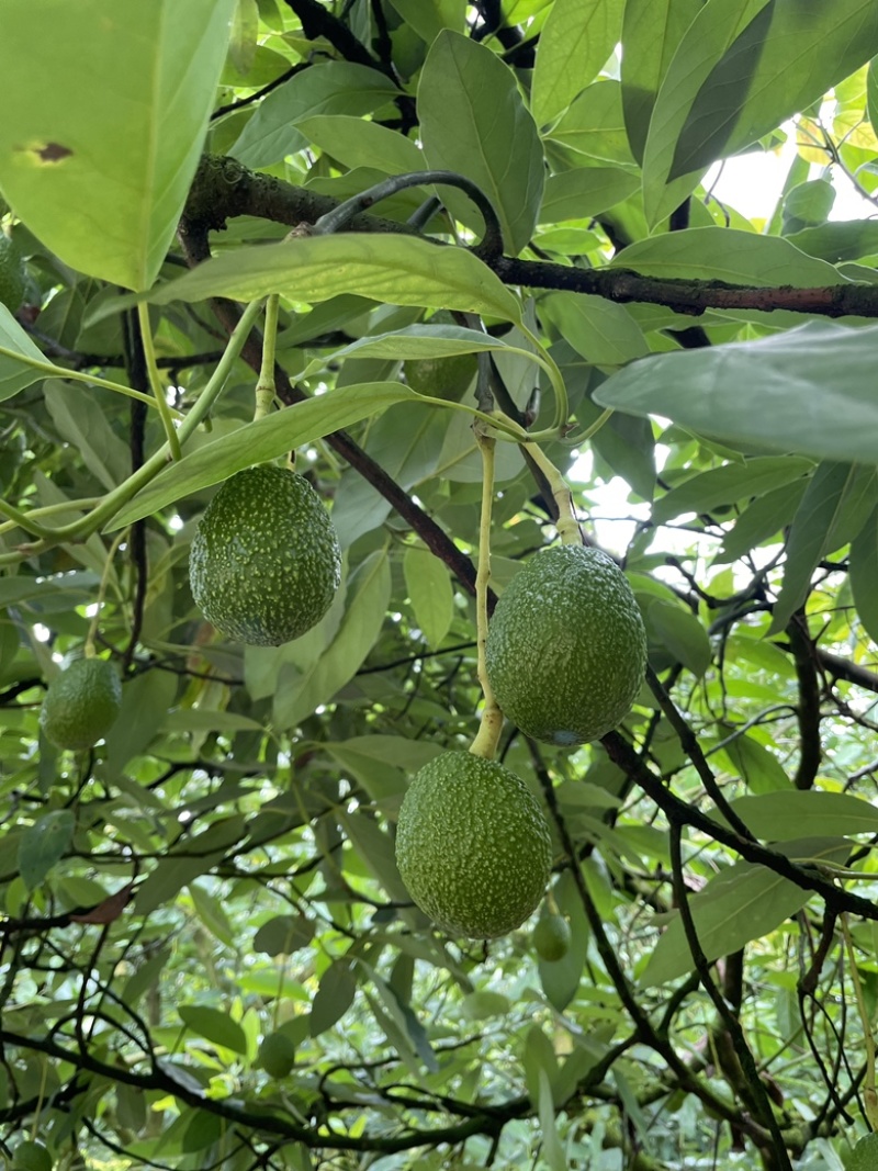 云南孟连国产牛油果