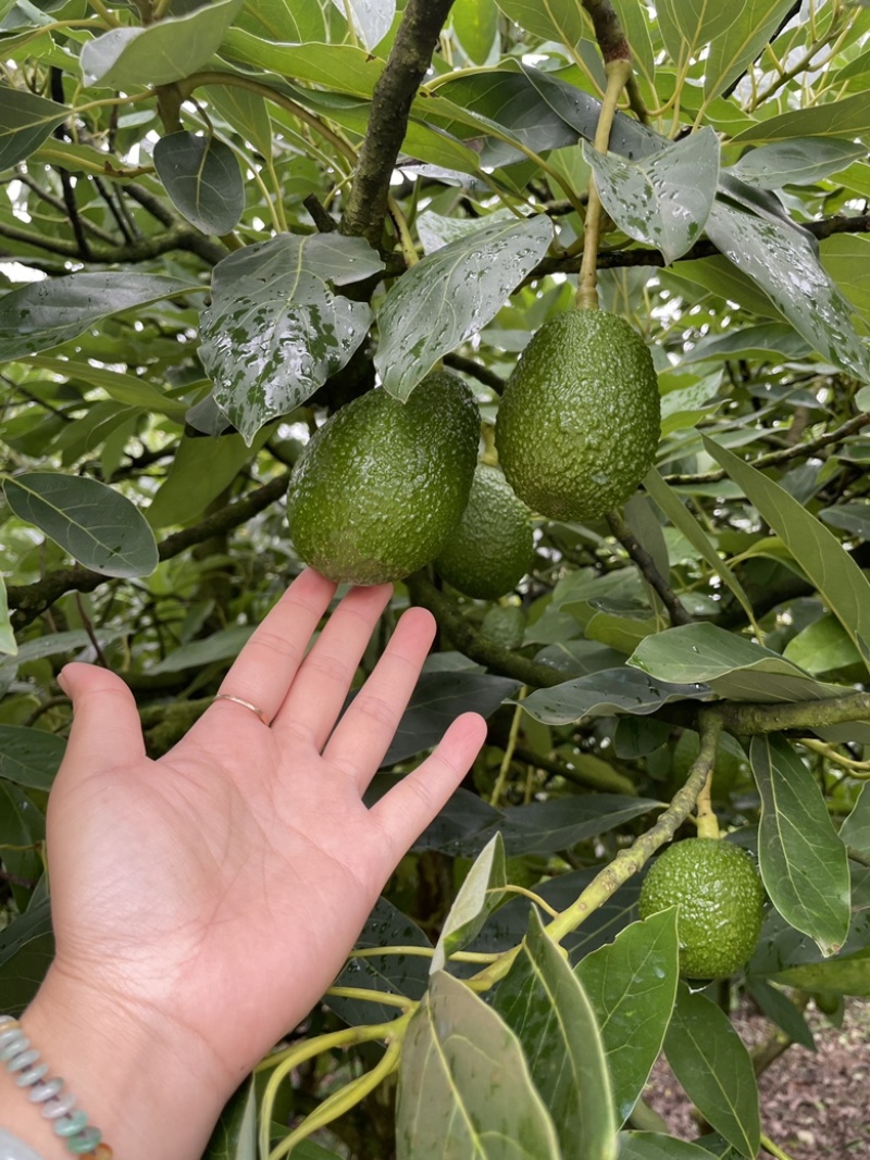 云南孟连国产牛油果