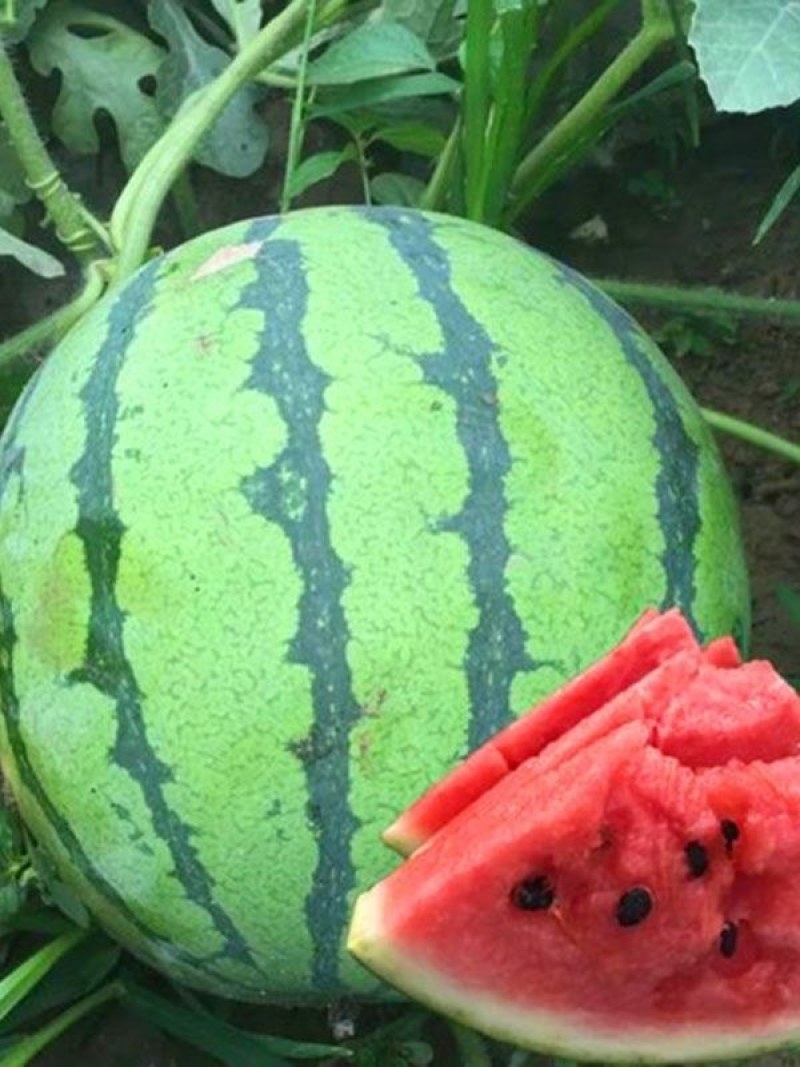 精品美都西瓜