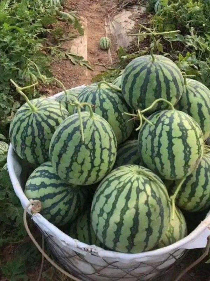 精品美都西瓜