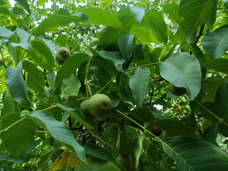清香核桃