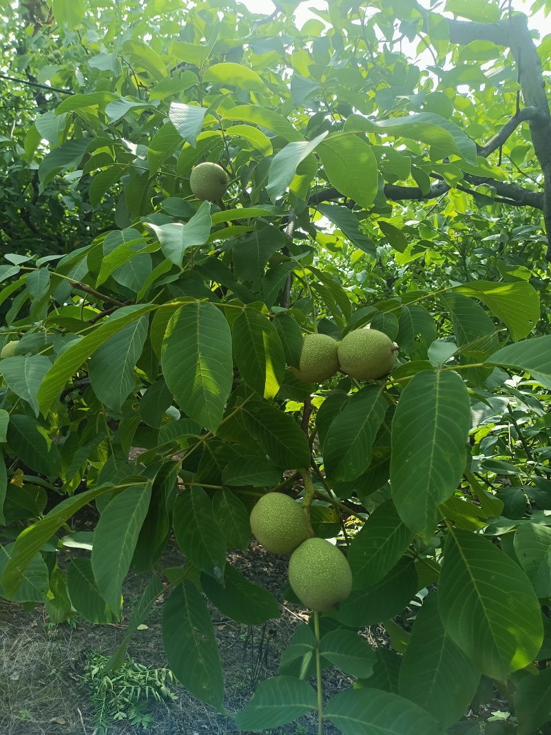 清香核桃