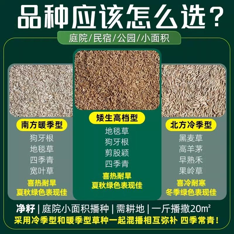 高档四季青草种免修剪耐践踏绿化庭院草坪草籽