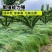 鼠茅草草籽种子厂家一手货源发货量大价格便宜欢迎咨询