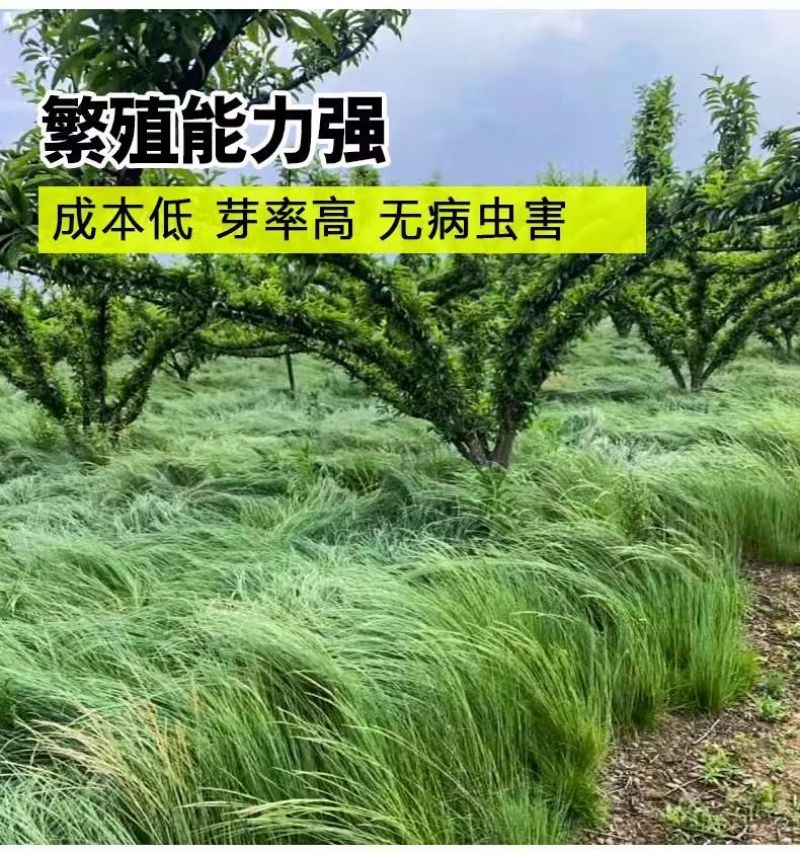鼠茅草草籽种子厂家一手货源发货量大价格便宜欢迎咨询