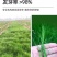 鼠茅草草籽种子厂家一手货源发货量大价格便宜欢迎咨询